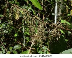 Image result for Boehmeria nivea