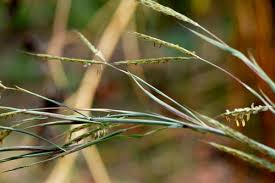 Image result for Andropogon gayanus