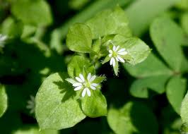 Image result for Stellaria media