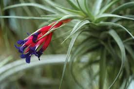 Image result for Bromeliaceae