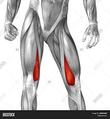 The hamstrings are three muscles at the back of the thigh that affect hip and knee movement. Concept Conceptual 3d Image Photo Free Trial Bigstock