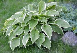 Check spelling or type a new query. Hosta Francee Fortunei Plantain Lily