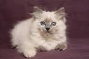 Ragdoll Breed Characteristics and Information | IamCasper