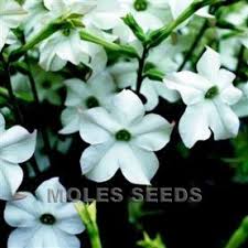 Image result for Nicotiana x sanderae `Perfume`F1