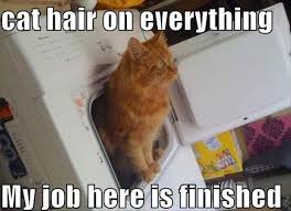 Maybe you would like to learn more about one of these? Meme Cat Hair On Everything My Job Here Is Finished Viral Viral Videos
