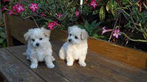 Browse thru our id verified puppy for sale listings to find your perfect puppy in your area. Morkie Puppies 8 Weeks Old For Sale In Hollywood Florida Classified Americanlisted Com