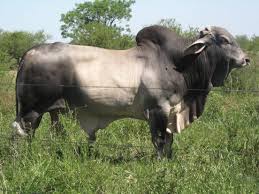 Acceptable colors are light gray or red to almost black. Brahman Cattle Brahman Cattle Pictures Ganado Vacuno Ganado Bovino Animales Raros