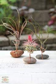 Air Plant Holder With Rock And Wire Diy Air Plant Display Garden Therapy In 2021 Air Plant Holder Air Plant Display Hanging Plants
