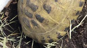 I put coconut fiber on one side of the cage and vitasand on the other side. Russian Tortoise Care Sheet Russian Tortoise Information And Care Tips Info