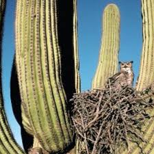 Living in arizona is much different than living in florida. Cactus Saguaro Illustrated Home Life Health Tucson Com