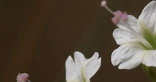 Image result for Commicarpus pentandrus