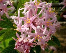 Image result for Dais cotinifolia