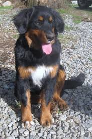 Bernese Mountain Dog Black Brown And White Fluffy Dog Golden Mountain Dog Golden Retriever And Bernese Mountain Dog So Adorable Golden Mountain Dog Dogs Golden Retriever Cute Dog Mixes
