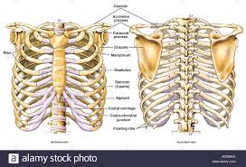 Contributing to their role in protecting the internal thoracic organs. Online Yoga School In 2021 Anatomy Bones Rib Cage Anatomy Human Anatomy And Physiology