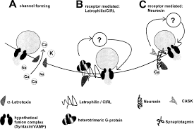 And that's really what's painful. Three Models Of Stimulation Of Exocytosis By A Latrotoxin A Download Scientific Diagram