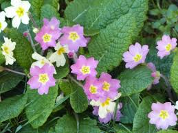 Image result for Primulaceae