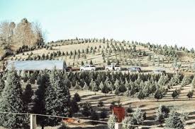 Check spelling or type a new query. 50 Best Christmas Tree Farms In America Where To Buy A Christmas Tree Near Me