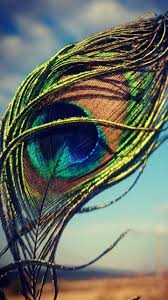 We did not find results for: Background Hd Krishna Peacock Feather Novocom Top