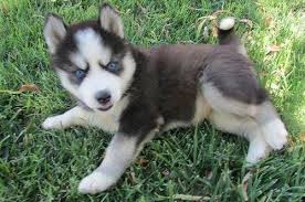 Husky puppies for sale in alabama, tennessee, georgia, mississippi and florida. Litter Of Siberian Husky Puppies For Sale For Sale In Scottsdale Arizona Classified Americanlisted Com