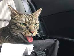 This activity maintains healthy skin by stimulating the production of cats can't sweat to cool themselves. Why Do Cats Pant In The Car What Should I Do