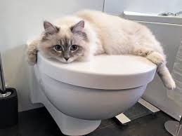 Kedi Tuvalet Egitimi Kedilerde Tuvalet Egitimi Kedi Ansiklopedisi