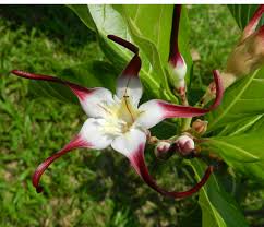 It is also called spider tresses or poison arrow flower. Strophanthus Dokmai Dogma