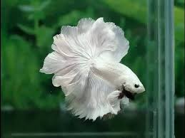 Collection by gem del mar • last updated 10 days ago. Most Beautiful Betta Fish In The World Youtube