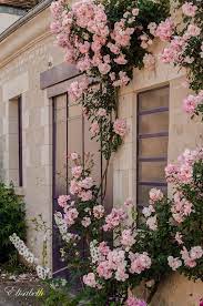 pin by smydal on arka planlar beautiful flowers flower aesthetic flowers photography