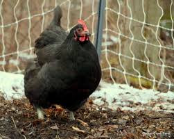 They'll be small, shells will be weak and some won't even have shells at all. 5xfonrbjbdg63m