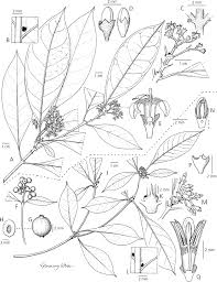 Image result for Tarenna pavettoides