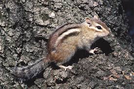 Tiny prints with four toes. How To Get Rid Of Chipmunks New England Today