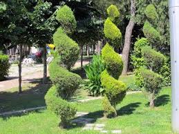 Limon Servi Limon Cami Agac Camiler Park