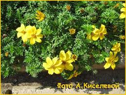 Image result for Bidens kilimandscharica