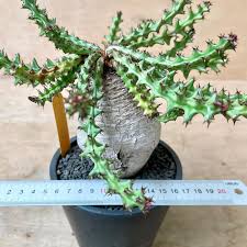 Image result for Euphorbia fanshawei