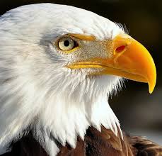 Birds Of Prey New York Nightmare I Said My Friend Has A Bakery In New York Makes 300 000 A Year Math Says If They Report It Their Tryi Bald Eagle Eagle Pictures Eagle Painting