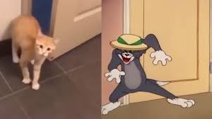 Thomas The Cat Coub The Biggest Video Meme Platform