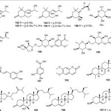 Image result for Erythroxylum zambesiacum