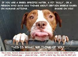 Gallery For Pitbull Terrier Memes Pitbulls Dogs I Love Dogs