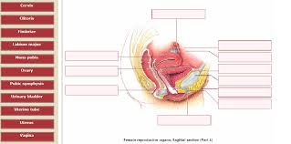 These include the liver and kidneys. Illustration Female Reproductive Organs Sagittal Chegg Com
