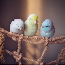 cutie patooties おしゃれまとめの人気アイデア pinterest brittany fischer 鳥 イラスト かわいい 可愛い鳥 可愛すぎる動物
