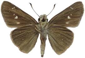 Image result for Hypolytrum heteromorphum