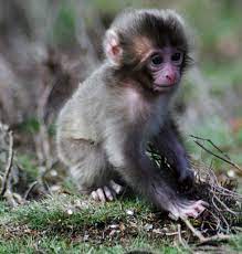 Japanese Macaque( Maraque fuscata ) Also known as Snow Mon… | Flickr