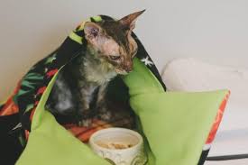 Allergies, health concerns, price and even the pickiness of your particular feline will also all play a part. It S Normal For A Cat To Vomit Right Understanding Ibd And Feline Gi Disease Just Cats Clinic