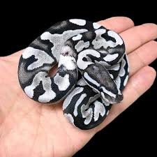 Pin By Gabriel S On Reptiles In 2020 Pet Snake Cute Snake Cute Reptiles