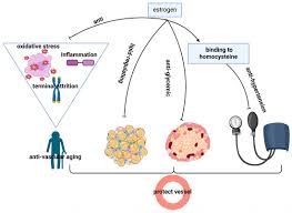 Image result for Tissue-selective Estrogen Complex