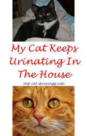 Cat Spray Hydrogen Peroxide Cat Spray Cat Spray Smell Male Cat Spraying