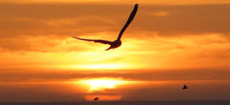 Resultado de imagem para o sol