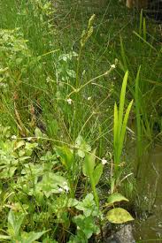 Image result for Alisma plantago-aquatica