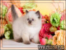 Persian Kittens for Sale – Himalayan Kittens for Sale ...