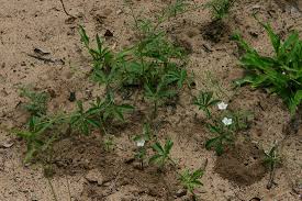 Image result for Ipomoea magnusiana